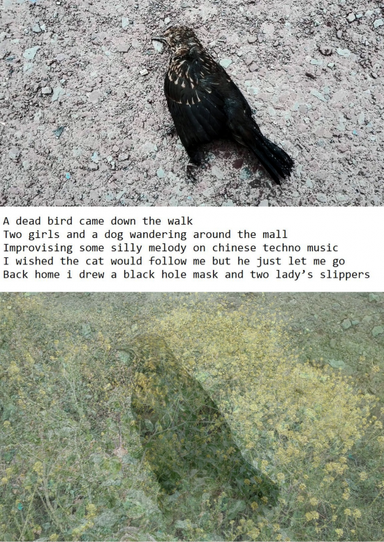 a_dead_bird.png